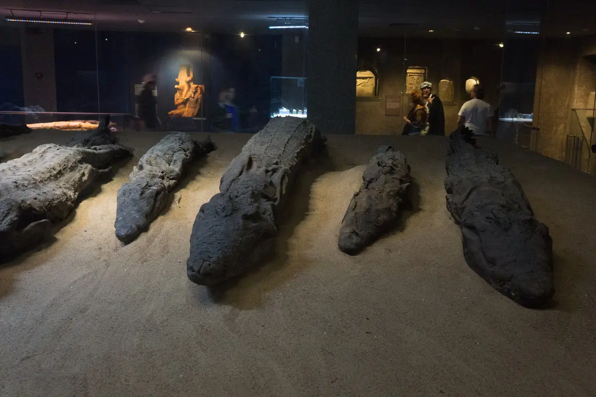 Mummified crocodiles in the Kom Ombo museum