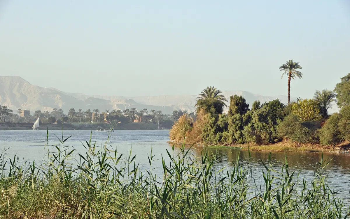 Reeds and palms on the Nile near Luxor